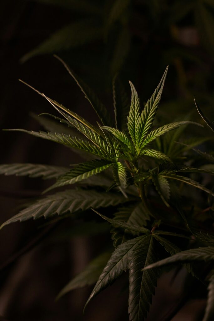 grossiste cbd